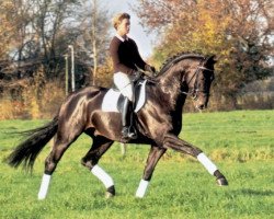 dressage horse Steady (Hanoverian, 2012, from Stedinger)