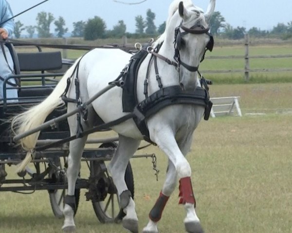 horse Pluto (Lipizzaner, 2005, from Siglavy Capriola XIV 6)