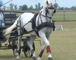 Pferd Pluto (Lipizzaner, 2005, von Siglavy Capriola XIV 6)