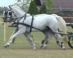 horse Favory (Lipizzaner, 2009, from 2697 Favory XXIV-33)