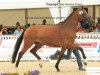 broodmare Deja-Vu (Hanoverian, 2012, from Deveraux 3)