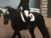 dressage horse Night-Boy (Westphalian, 2000, from Notre Beau)