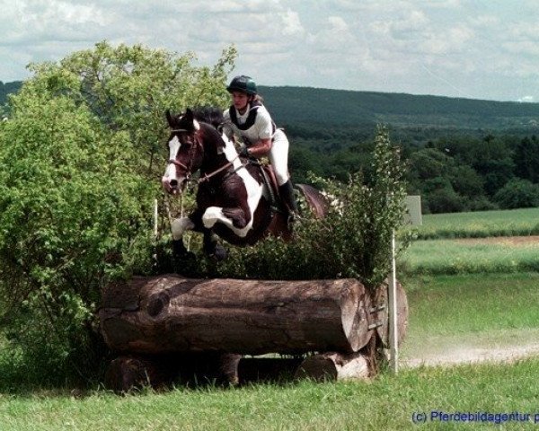 stallion Floris (Pinto / Small Riding Horse, 1987, from Samber)