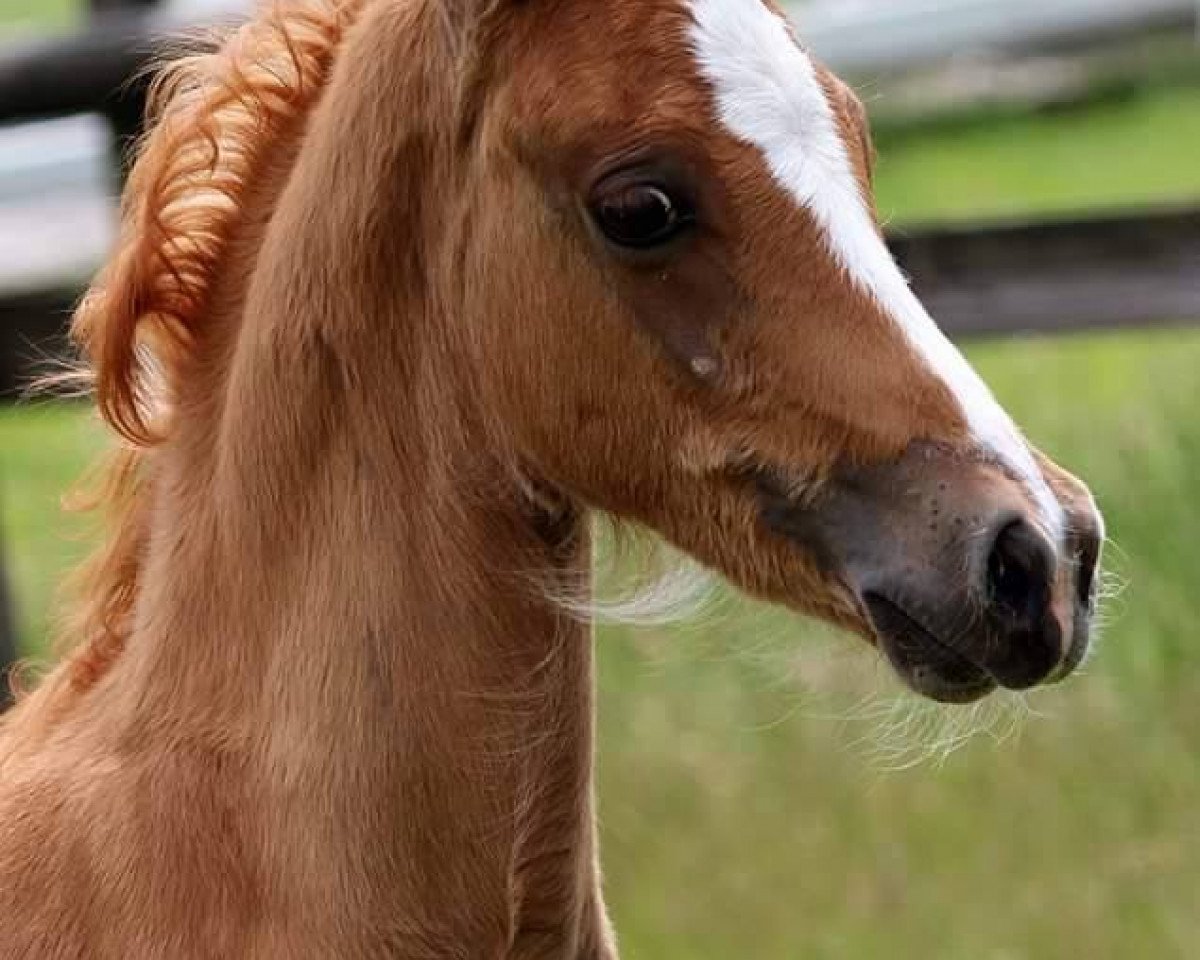 Dressurpferd Rm Dreamteam (Deutsches Reitpony, 2015, von HET Golden Dream)