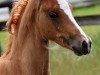 Dressurpferd Rm Dreamteam (Deutsches Reitpony, 2015, von HET Golden Dream)