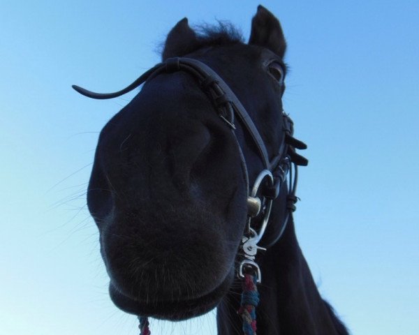 horse Nepumuc (German Warmblood,  )