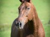 jumper Valentino 202 (Hanoverian, 1998, from Velten Third)