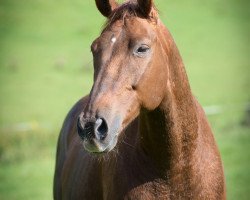 dressage horse Valentino 202 (Hannoveraner, 1998, from Velten Third)