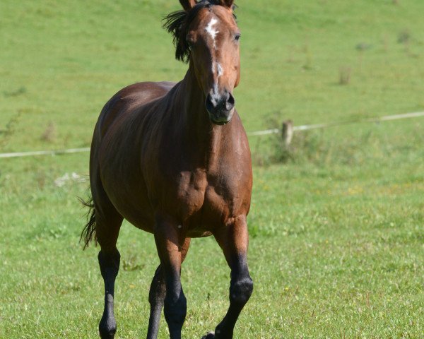 broodmare Wanja (Zweibrücken, 1993, from Weinheim)