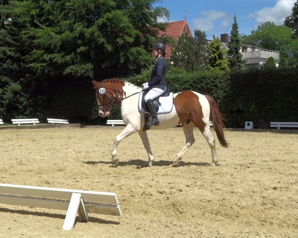 dressage horse Lucky Star (Lewitzer, 1996)