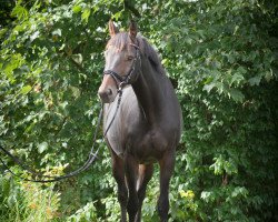 dressage horse Dehlia 8 (Zweibrücker, 2003, from Donnerloh)