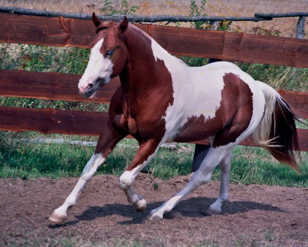 stallion Docs Smokin Lena (Paint Horse, 1988, from Doc Doll)