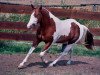 Deckhengst Docs Smokin Lena (Paint Horse, 1988, von Doc Doll)