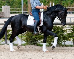 dressage horse Sir Black (Oldenburg, 2010, from Schumacher)