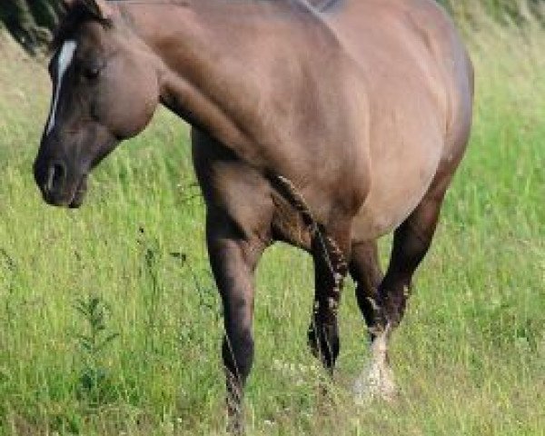 Zuchtstute Donna Dear Chex (Quarter Horse, 1997, von Doc Chex)