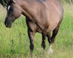 broodmare Donna Dear Chex (Quarter Horse, 1997, from Doc Chex)