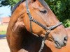 dressage horse Amadeus 424 (Hanoverian, 1994, from Archipel)