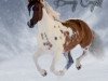 stallion Bearly Crystal (Paint Horse, 2002, from QT Poco Streke)