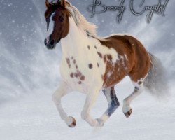 Deckhengst Bearly Crystal (Paint Horse, 2002, von QT Poco Streke)