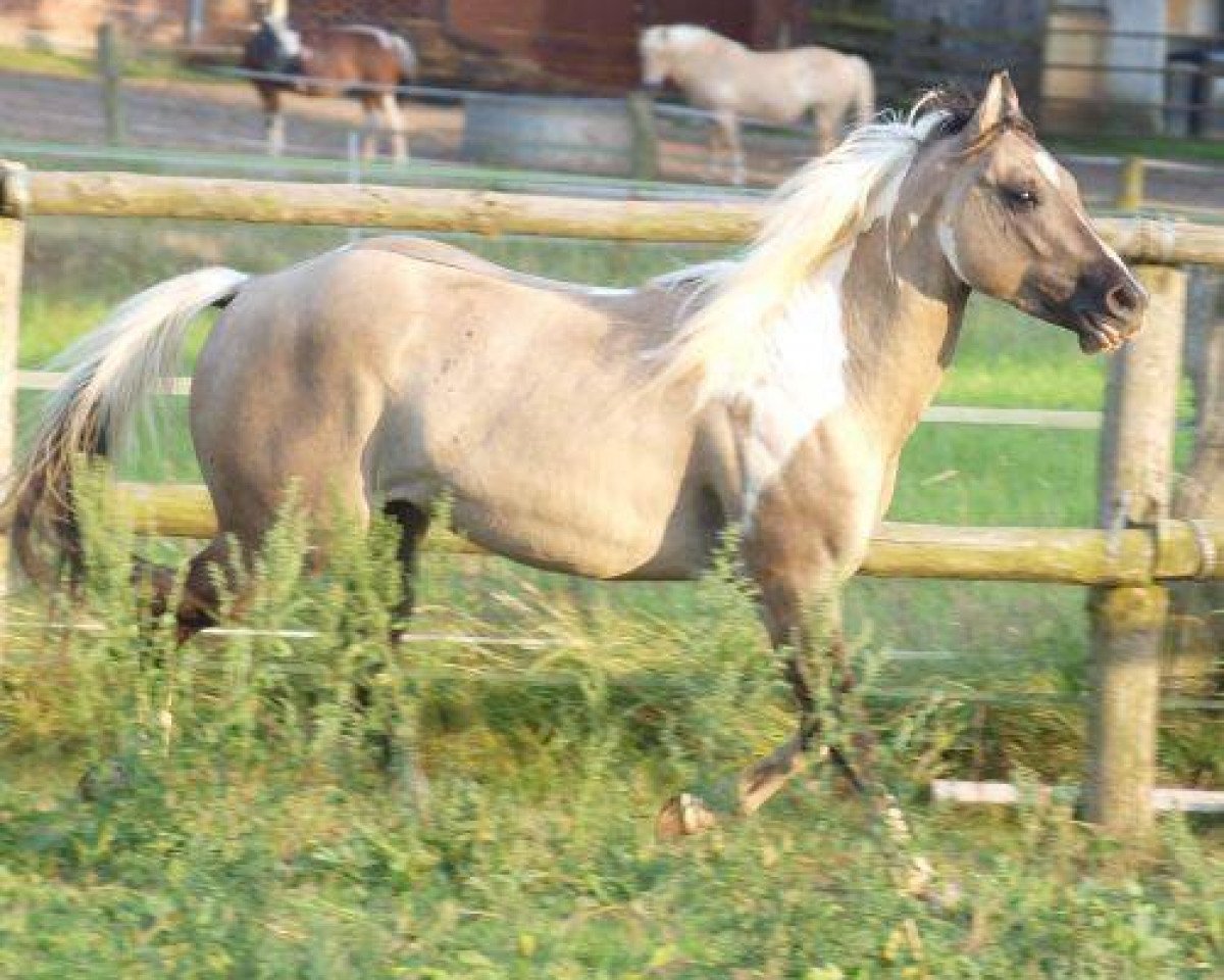Deckhengst BPR Crystal Dear Chex (Paint Horse, 2012, von Bearly Crystal)