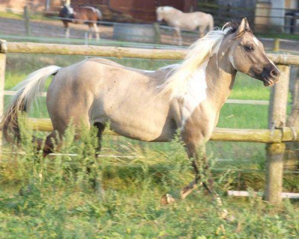 stallion BPR Crystal Dear Chex (Paint Horse, 2012, from Bearly Crystal)