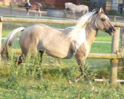 Pferd BPR Crystal Dear Chex (Paint Horse, 2012, von Bearly Crystal)