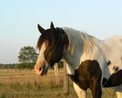 Deckhengst Strait Docs Sugs (Paint Horse, 2001, von Strait From Texas)