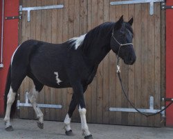 Deckhengst LKR Strait Flash (Paint Horse, 2012, von Strait Docs Sugs)