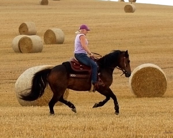 dressage horse Da Vinci (Haflinger Mix, 2004, from Donati)