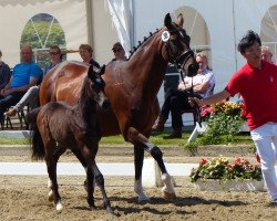 broodmare Argentina (Brandenburg, 1995, from Argentinus)