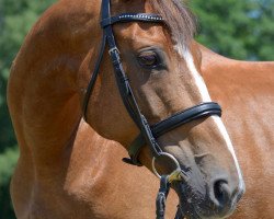 broodmare Wiki (Polish Warmblood, 2007, from Gluosnis xx)