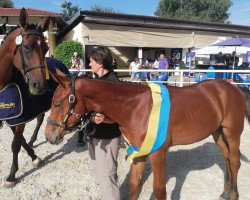 jumper Charos (German Sport Horse, 2019, from Ciacomo)