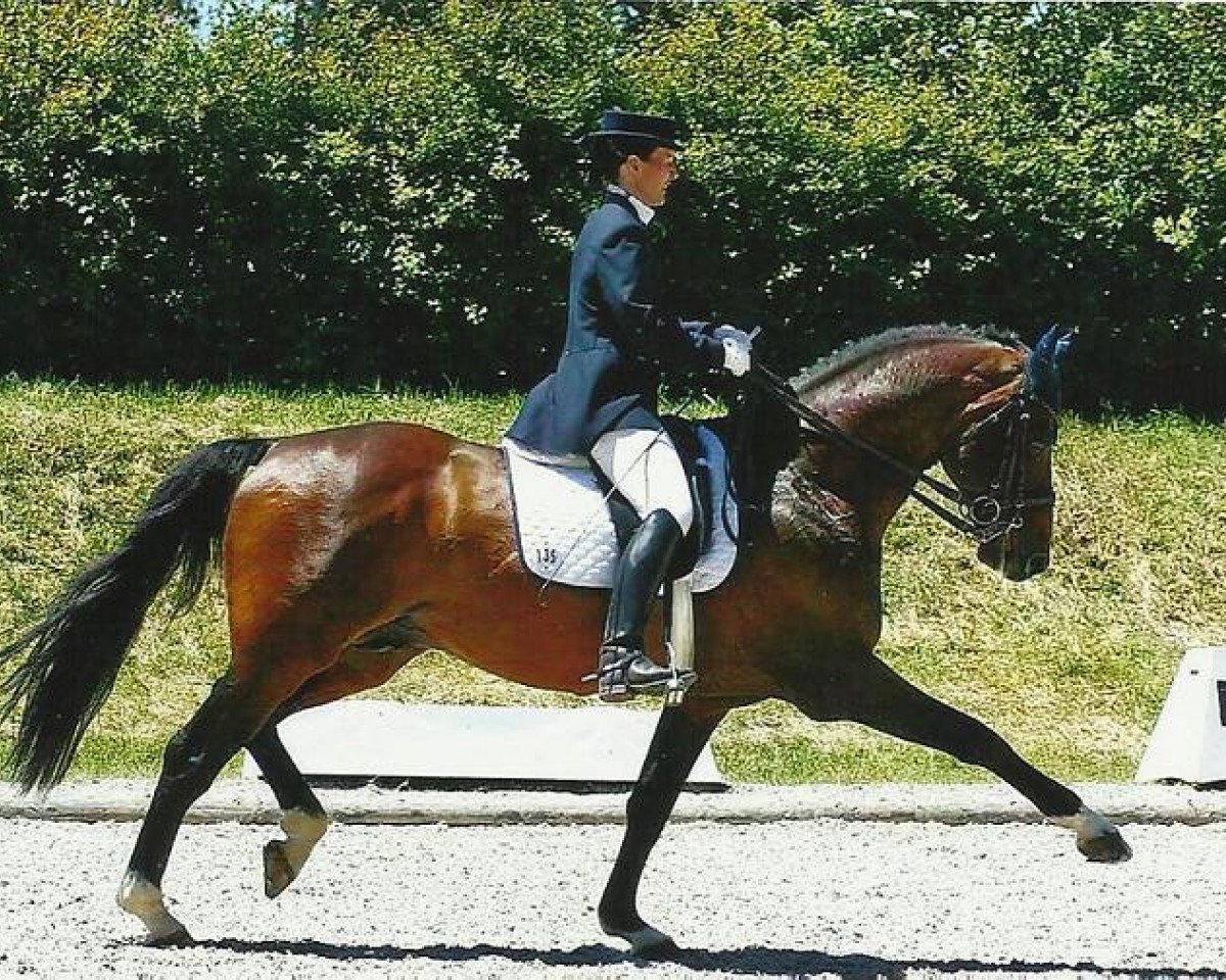 Deckhengst Levantino H (Oldenburger, 1997, von Levantos I)
