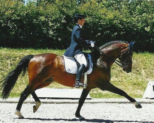 stallion Levantino H (Oldenburg, 1997, from Levantos I)