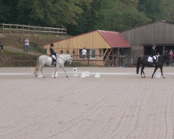 Reitturnier Bübinger Hof 2020