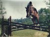 broodmare Lyra 22 (Hanoverian, 1980, from Lasso)