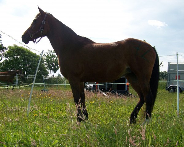 horse Morawa (Arabian thoroughbred, 1993, from Ibn Saleha ox)