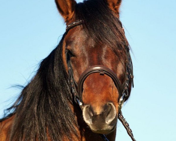 stallion Magic Einstein (Quarter Horse, 2009, from Einsteins Revolution)