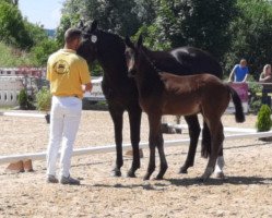 dressage horse Iggy Rock (German Sport Horse, 2021, from In My Mind NRW)