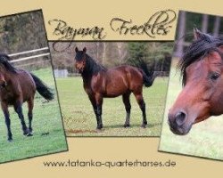 stallion Bayman Freckles (Quarab,  , from LH Freckles)