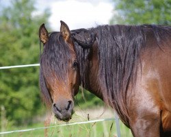 stallion Hayat Zucchero (Quarab, 2010, from El Faatin EAO)