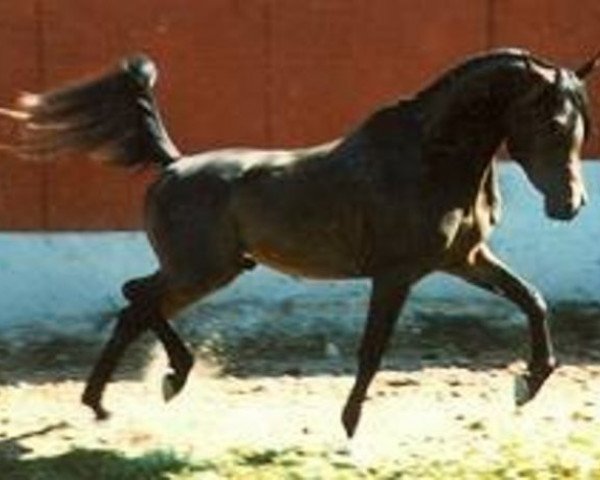 stallion RG Al Mone EAO (Arabian thoroughbred, 1979, from Alcibiades ox)