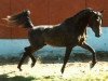 stallion RG Al Mone EAO (Arabian thoroughbred, 1979, from Alcibiades ox)