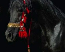 stallion TSEA Magick (Arabian, 1989, from RG Al Mone EAO)