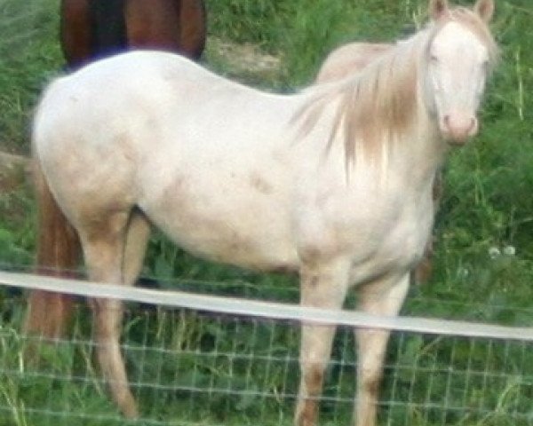 broodmare PHA Emma Bar Money (Quarter Horse, 2004, from Bucky Bar Money)