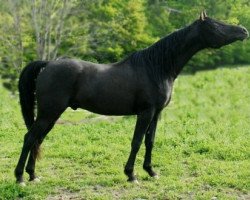 stallion TSEA Sharaf Magick (Arabian, 2003, from TSEA Magick)