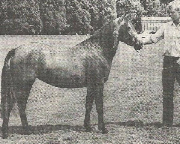 Pferd Merrie Melanie (New-Forest-Pony, 1969, von Merrie Musket)