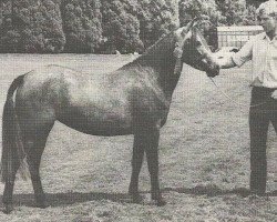 horse Merrie Melanie (New Forest Pony, 1969, from Merrie Musket)