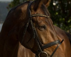 dressage horse Sunshine (Hanoverian, 2009, from Sandro Hit)