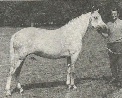 horse Bridgelea Tracey (New Forest Pony, 1965, from Nigger Step of Bridgelea)